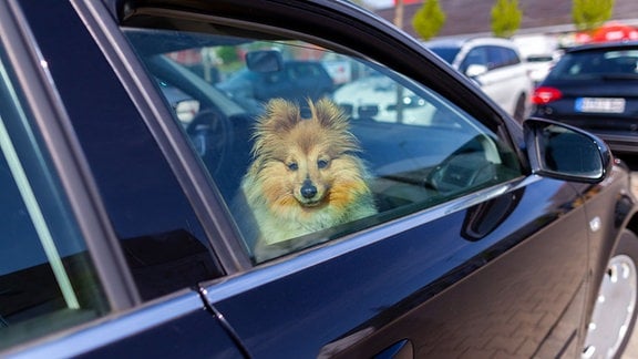 Ein Hund sitzt in einem geparkten Auto.