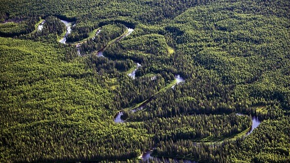 Wald in der zu Russland gehörenden Republik Komi im äußersten Nordosten Europas