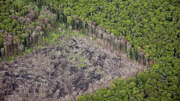 Gefährdeter Regenwald, 2009