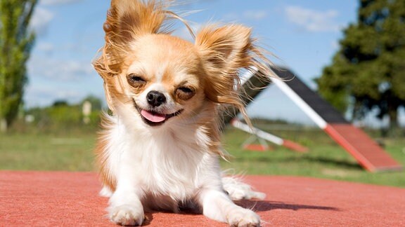 Lustig aussehender Chihuahua