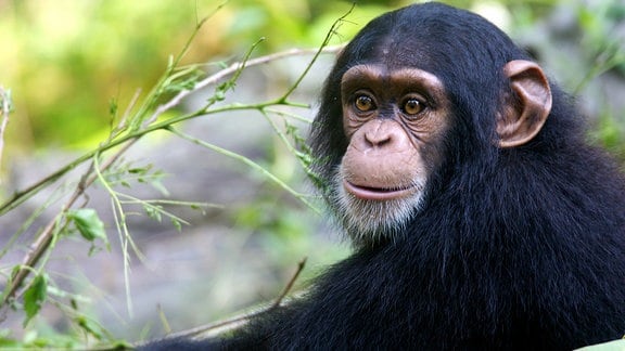 Ein wildlebender Schimpanse