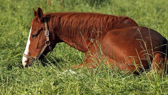 Pferd liegt auf der Weide im hohen Gras
